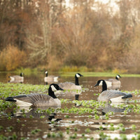 DSD Maximas Floater Goose Decoys 4-Pack